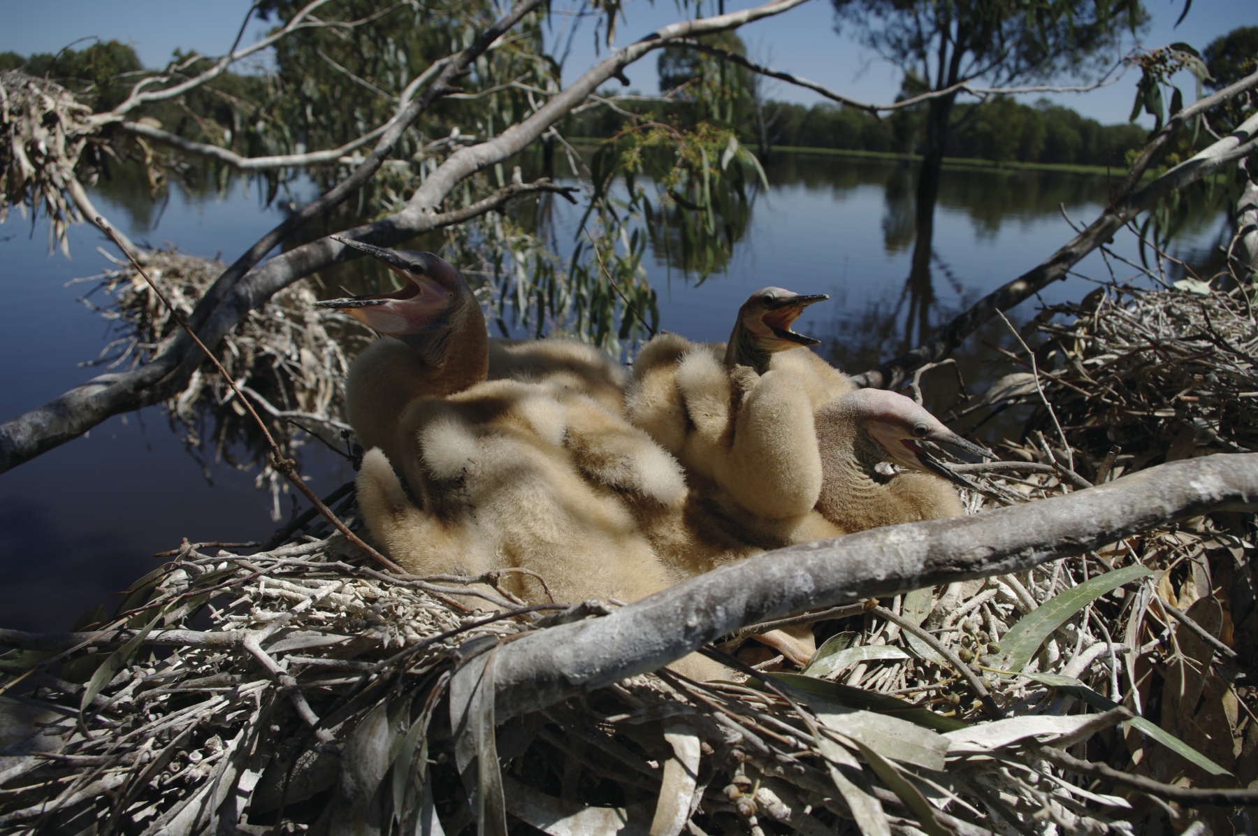 2011_02_23 (Barmah Forest) 188 - Darter chicks at Steamer Plain (Keith Ward)